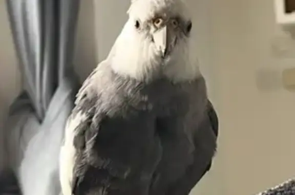 Animaux perdus , photo: Calopsitte perdue à Collorgues (Curly)