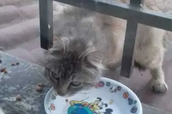 Animaux trouvés Saint-Astier, photo: Jeune chat gris trouvé à Saint-Astier