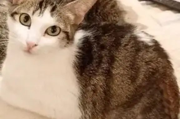 ¡Ayúdanos a encontrar a nuestra gata perdida!