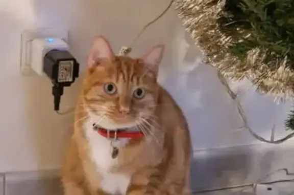 Chat perdu, Châtenay-sur-Seine, photo: Chat perdu : Hercule, 5 ans, collier rouge
