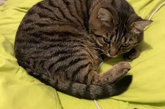 Chat perdu, Besançon, photo: Chatte tigrée perdue, Besançon, très craintive