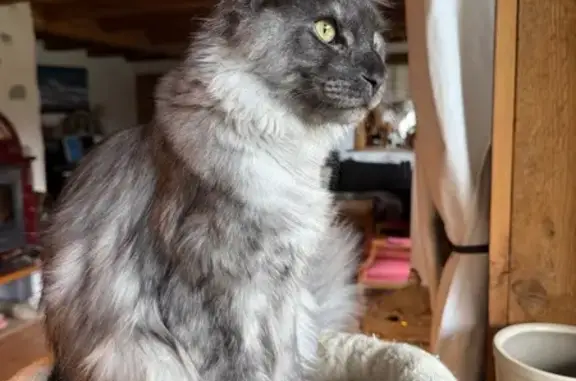 Chat perdu, Chamonix-Mont-Blanc, photo: Chat gris perdu, poil long, Chamonix 139