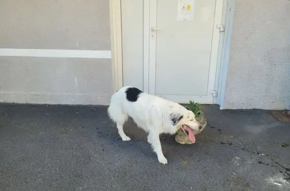 Animaux trouvés , photo: Border collie blanc trouvé à Saint-Pierre-de-Chignac
