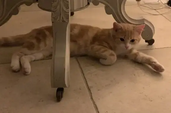 Animaux perdus , photo: Chatte rousse et blanche perdue à Bonneuil