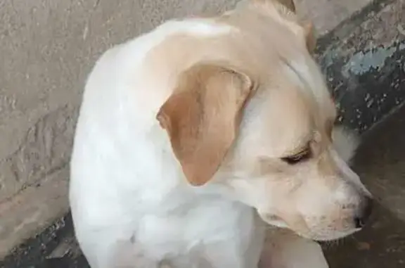 cachorro desaparecida