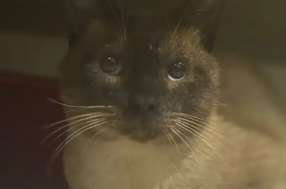 gato encontrada