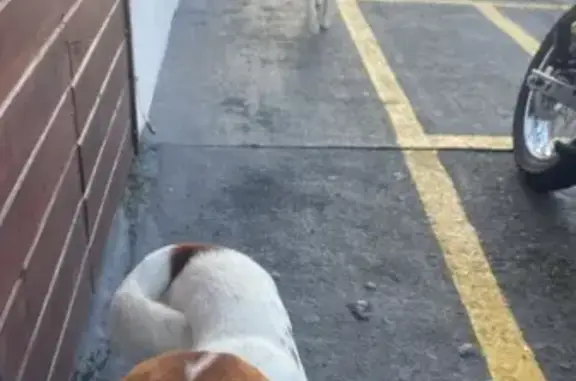 cachorro desaparecida