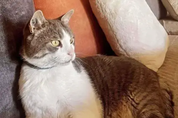 Chat perdu : dodu gris/blanc, collier gris - photo