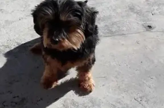cachorro desaparecida