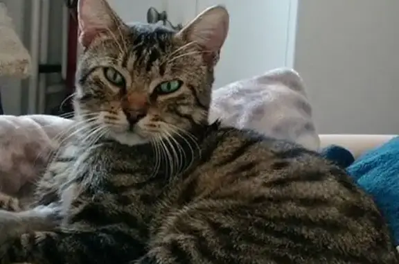 Chat perdu, Châteauneuf-du-Pape, photo: Chat perdu: mâle tigré, lotissement Cerisé