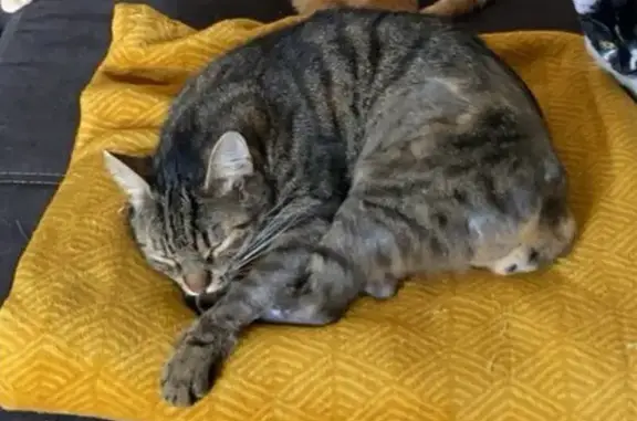 Chat perdu, Montbéliard, photo: Chat perdu sans queue, petit, Rue Parmentier