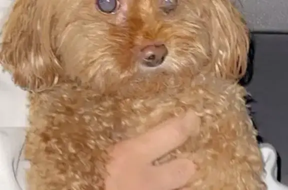 Help Find Our Lost 10-Year-Old Dog!