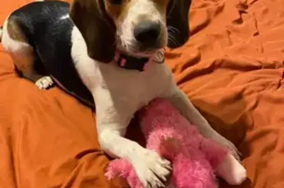 Lost Tri-Colored Beagle in Vonore, TN