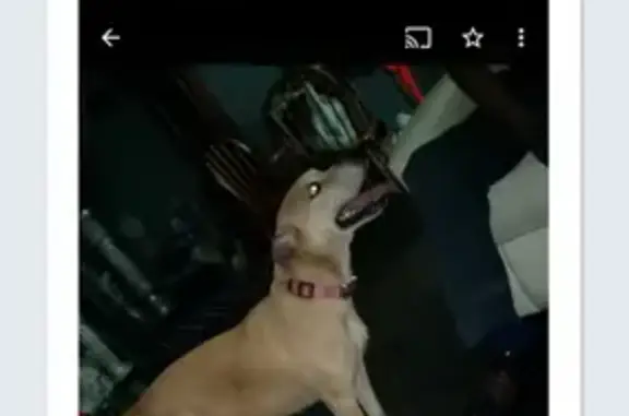 Lost Friendly Brown Dog in East Carondelet