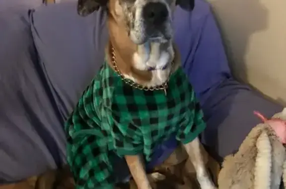 Lost Catahoula in Jamestown: Unique Eyes