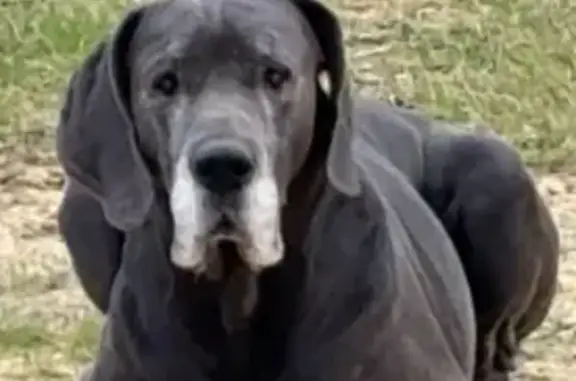 Lost Gentle Giant: Blue/Gray Dog in MS