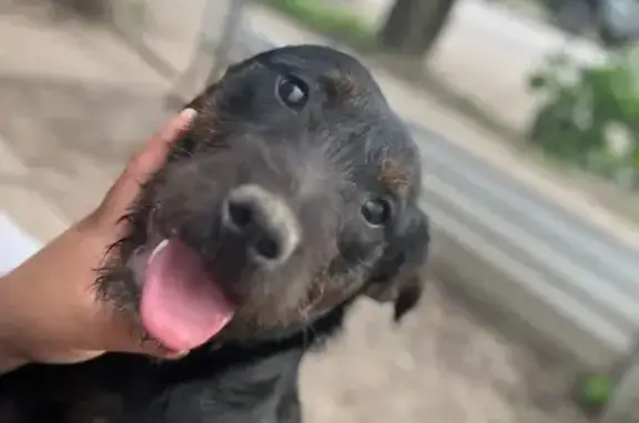 Lost Dog: Black with Brown Spots
