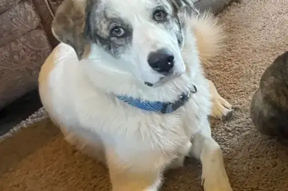 Lost Friendly Dog: Great Pyrenees Mix