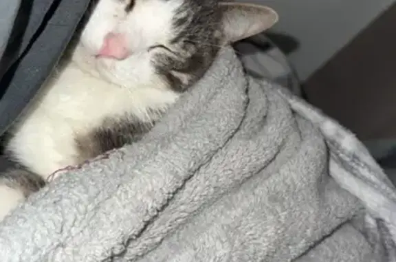 Lost Cat: White & Grey, 4 White Socks