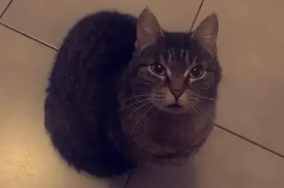 Chat tigré perdu, sociable à Vaux-sur-Mer - photo