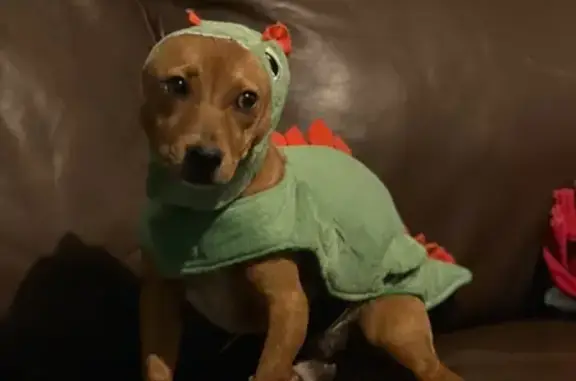 Lost Dog: Coco Missing Near Harris Ave