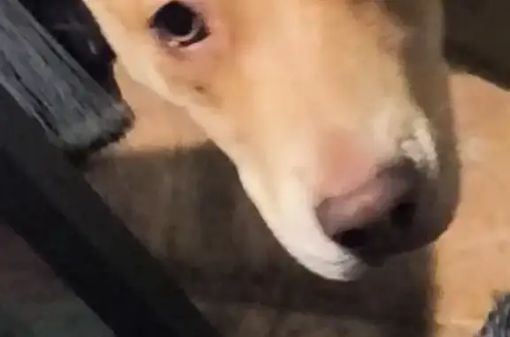 Help Find Bella: Blonde, Shy, Lost Dog