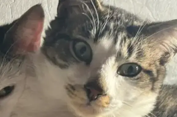 Chat perdu, , photo: Chat perdu à Rochetoirin, sociable et gentil