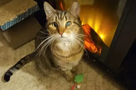 Lost Tabby Bella: 8yo, Nipped Ear, 12th St