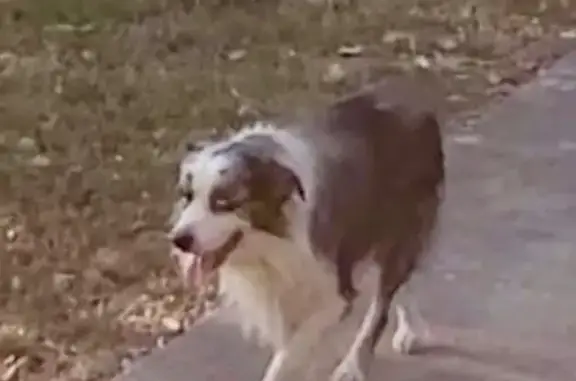 Lost Aussie Shepherd in Big Rock Twp