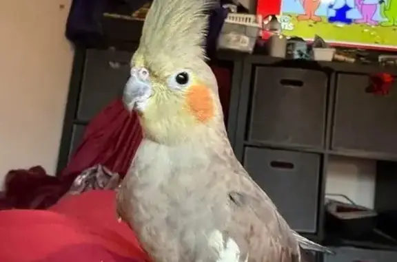 Lost Pearl Cockatiel: West Eli...