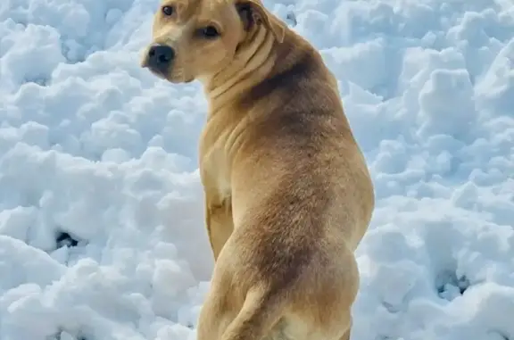 Lost Golden Lab Mix in Roland, AR