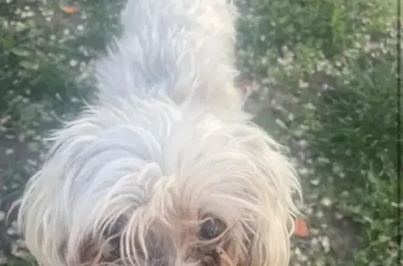 Help Find Our Lost 18-Year-Old Malti Poo!