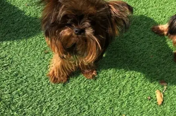 perro perdida