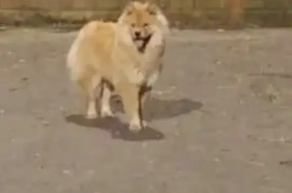cachorro desaparecida