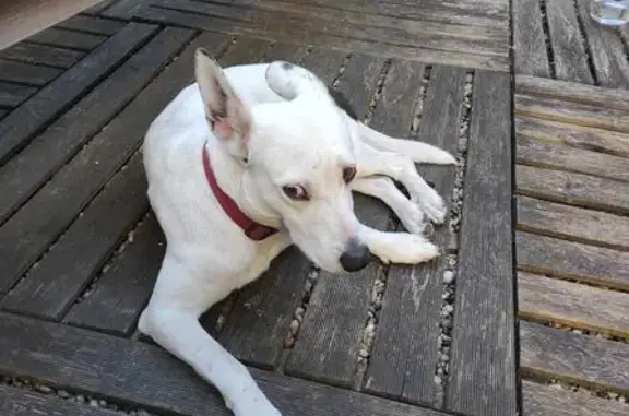 Chien trouvé Bègles, photo: Chienne blanche tachetée trouvée à Bègles