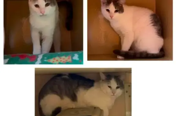 Lost Cat: Shy, Gray & White in Purcellville