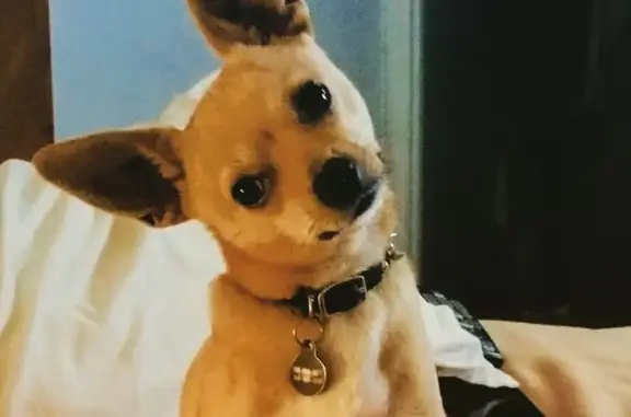 Lost Chihuahua: Tan, Orange Collar, LA