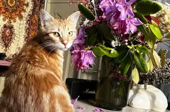 Animaux perdus Neufchâteau, photo: Chat roux perdu, 1 an, Neufchâteau