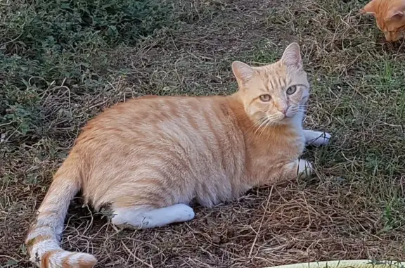 Chat mâle roux perdu, Rue Alba, Carcassonne - photo