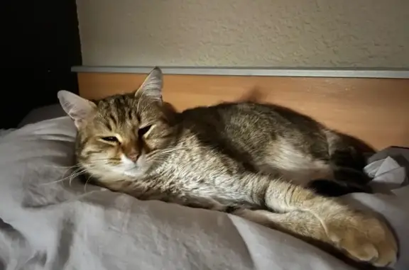 Animaux perdus Maringues, photo: Chat perdu, craintif, blessé à Maringues