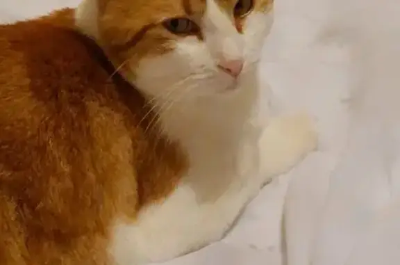 Chat trouvé Biganos, photo: Chat roux et blanc perdu à Biganos