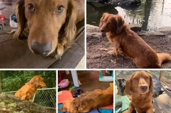 Help Find Copper: Lost Weenie Dog in Bynum