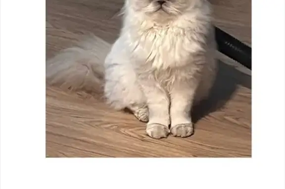 Lost Cat: Scared on Cordelia St, Brisbane