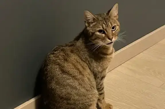 Chatte perdue, marron rayée, Villeneuve - photo