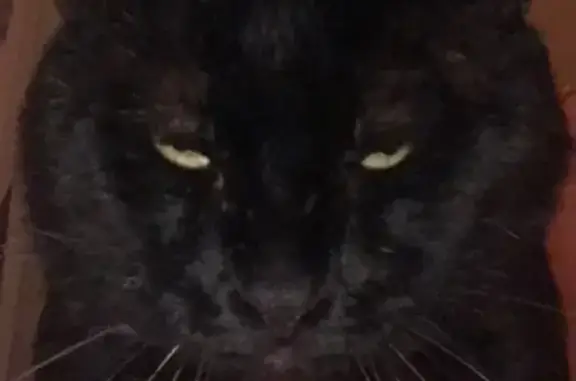 Chat perdu, Auch, photo: Chat noir blessé perdu à Auch