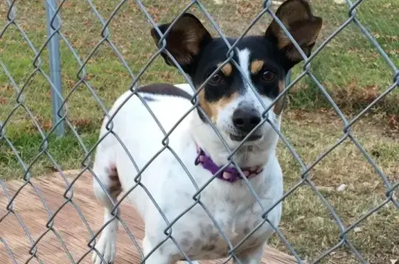 Lost Dog on Southwood Circle, Duncanville