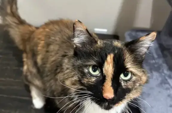 Lost Calico Cat Lyla in Parker Area