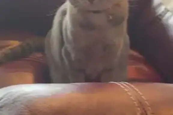 Lost Cat: Dilute Tortoiseshell in Pataskala