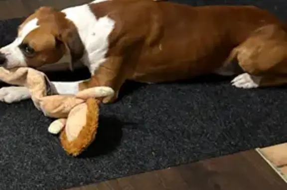 Sweet Boxer Mix Found on Chestnut Barr
