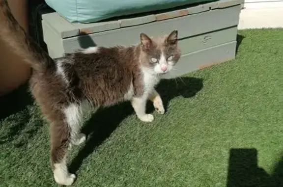 Animaux trouvés , photo: Chat amaigri et câlin trouvé en jardin